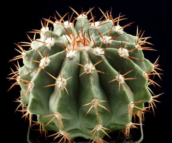 Melocactus_guaricensis